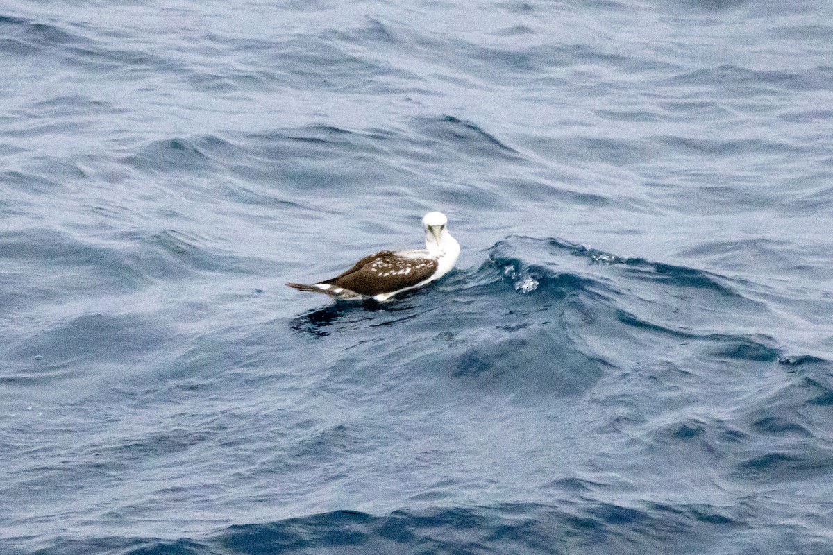 Masked Booby - ML524190451