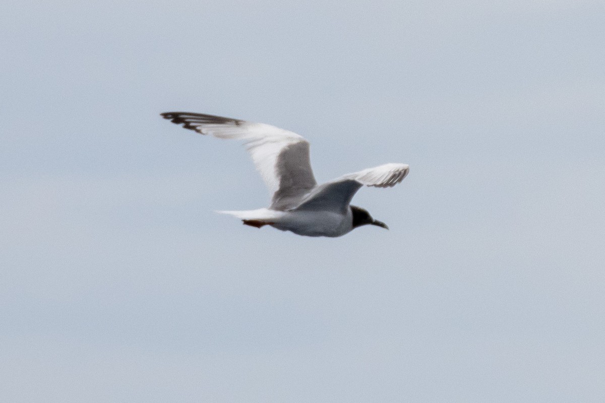 Swallow-tailed Gull - ML524192291