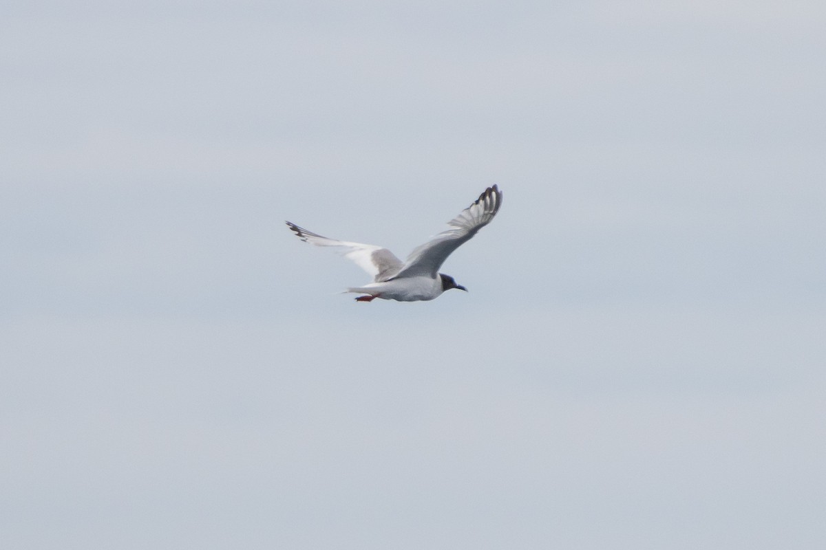 Swallow-tailed Gull - ML524192301