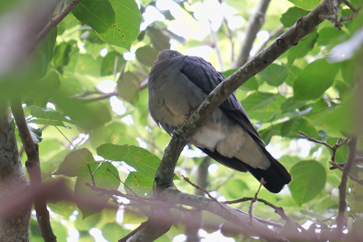 Ashy Wood-Pigeon - ML524197491