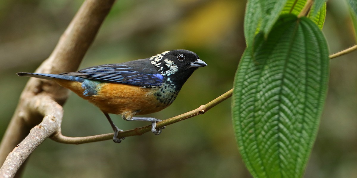Spangle-cheeked Tanager - ML52419851
