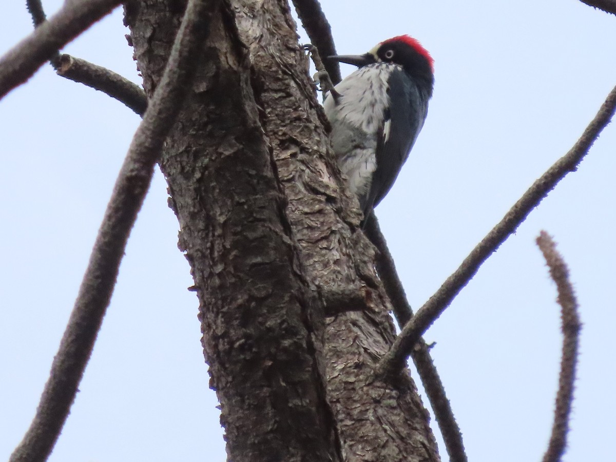 Acorn Woodpecker (Acorn) - ML524199221