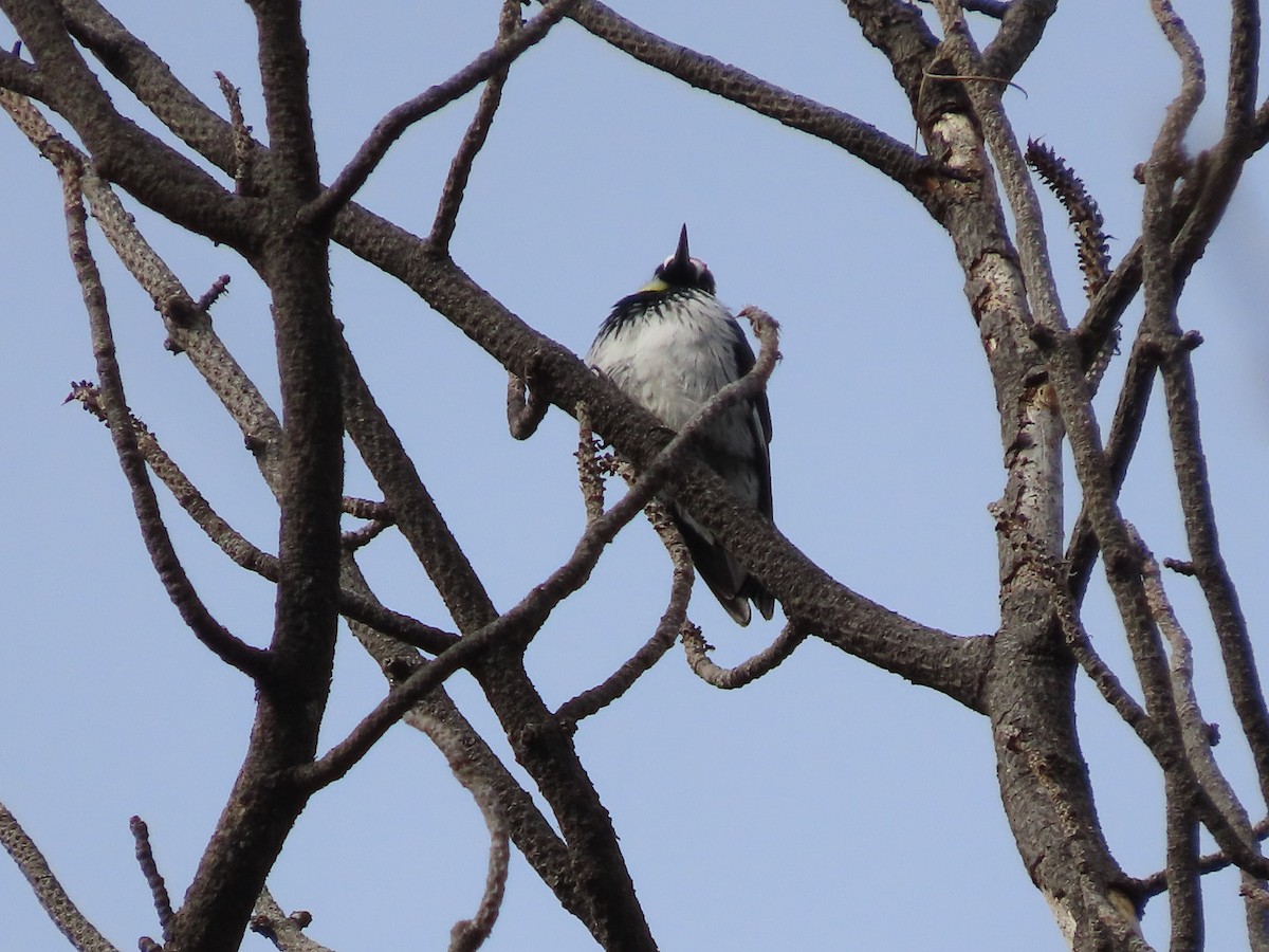 Acorn Woodpecker (Acorn) - ML524199231