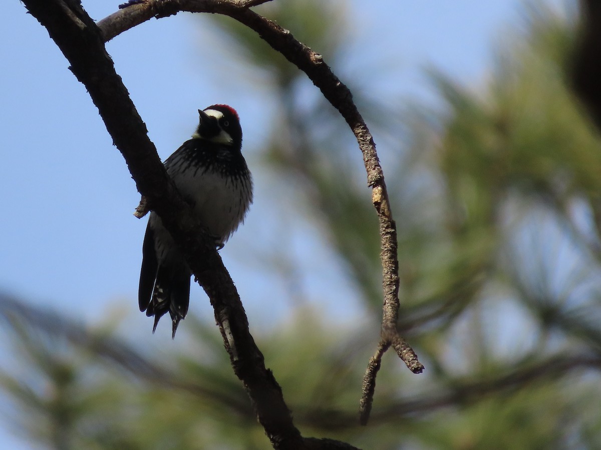 Acorn Woodpecker (Acorn) - ML524199241