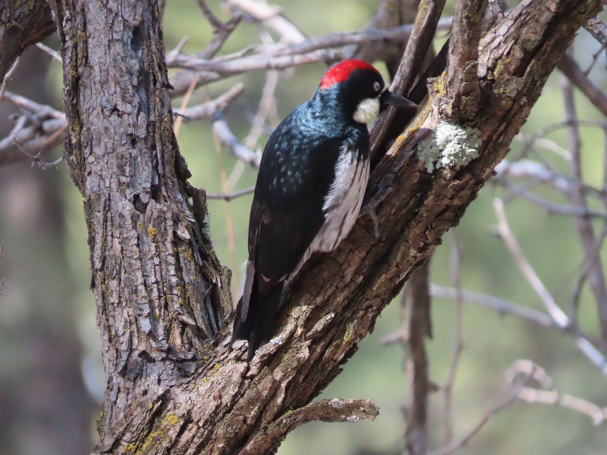 Acorn Woodpecker (Acorn) - ML524199251