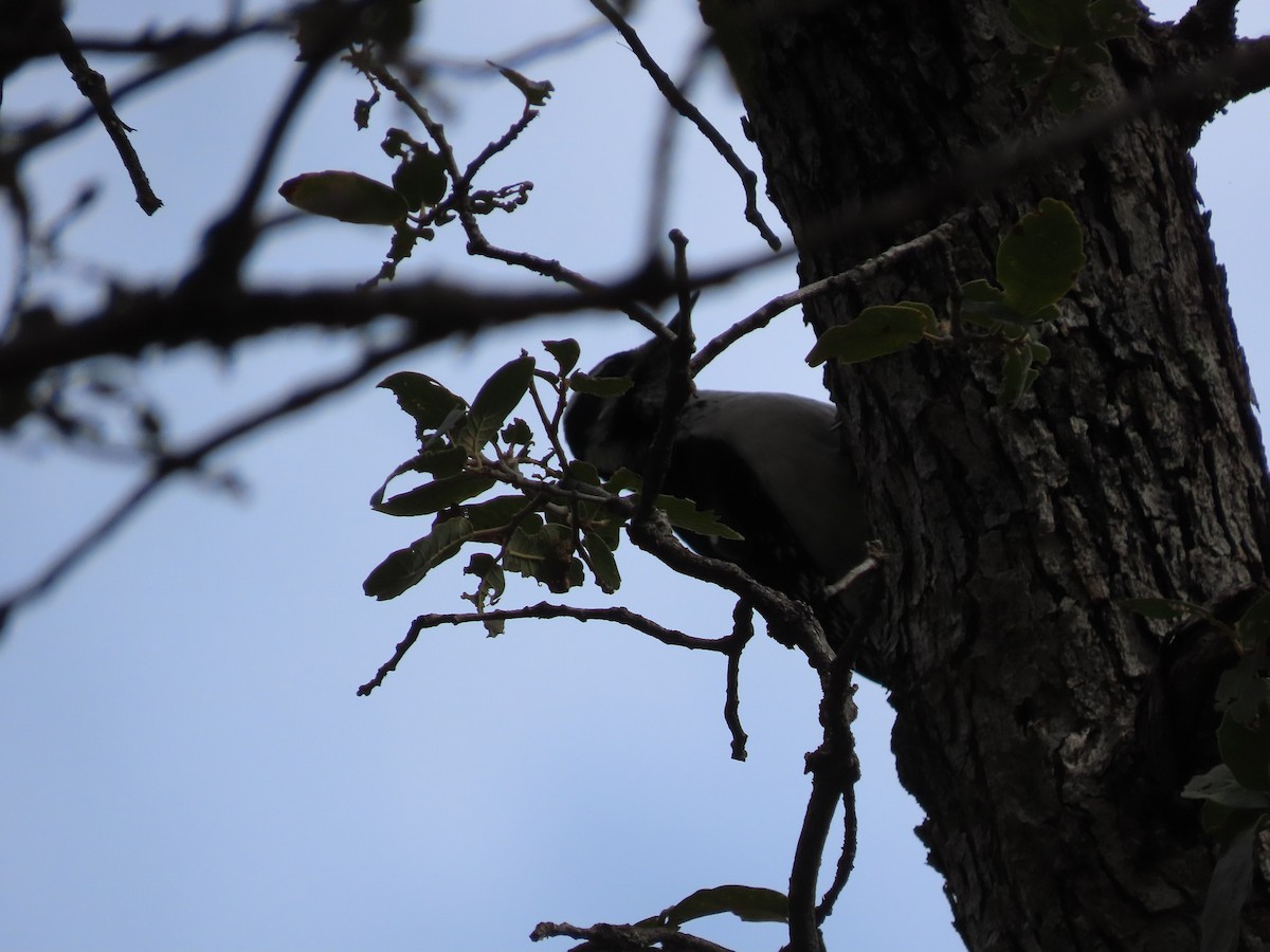Hairy Woodpecker (Rocky Mts.) - ML524199291
