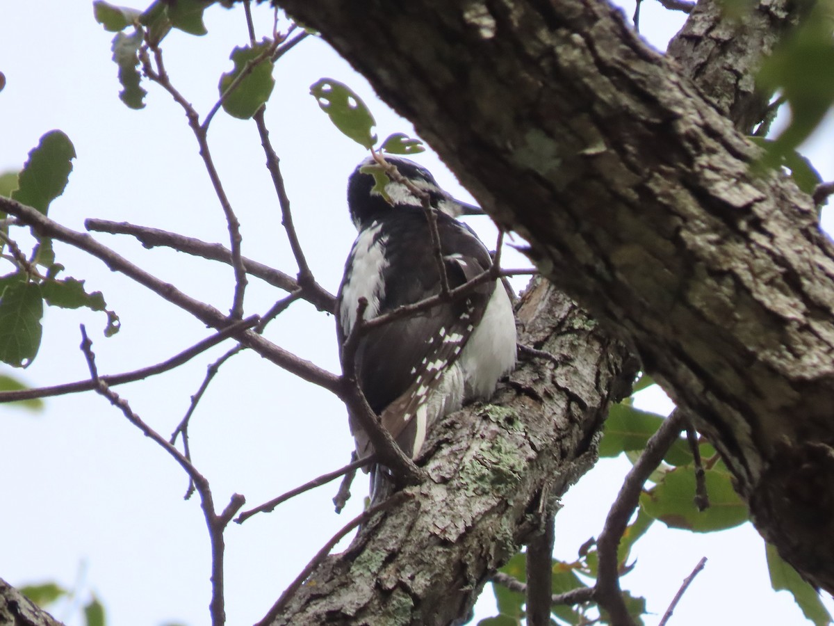 Hairy Woodpecker (Rocky Mts.) - ML524199301