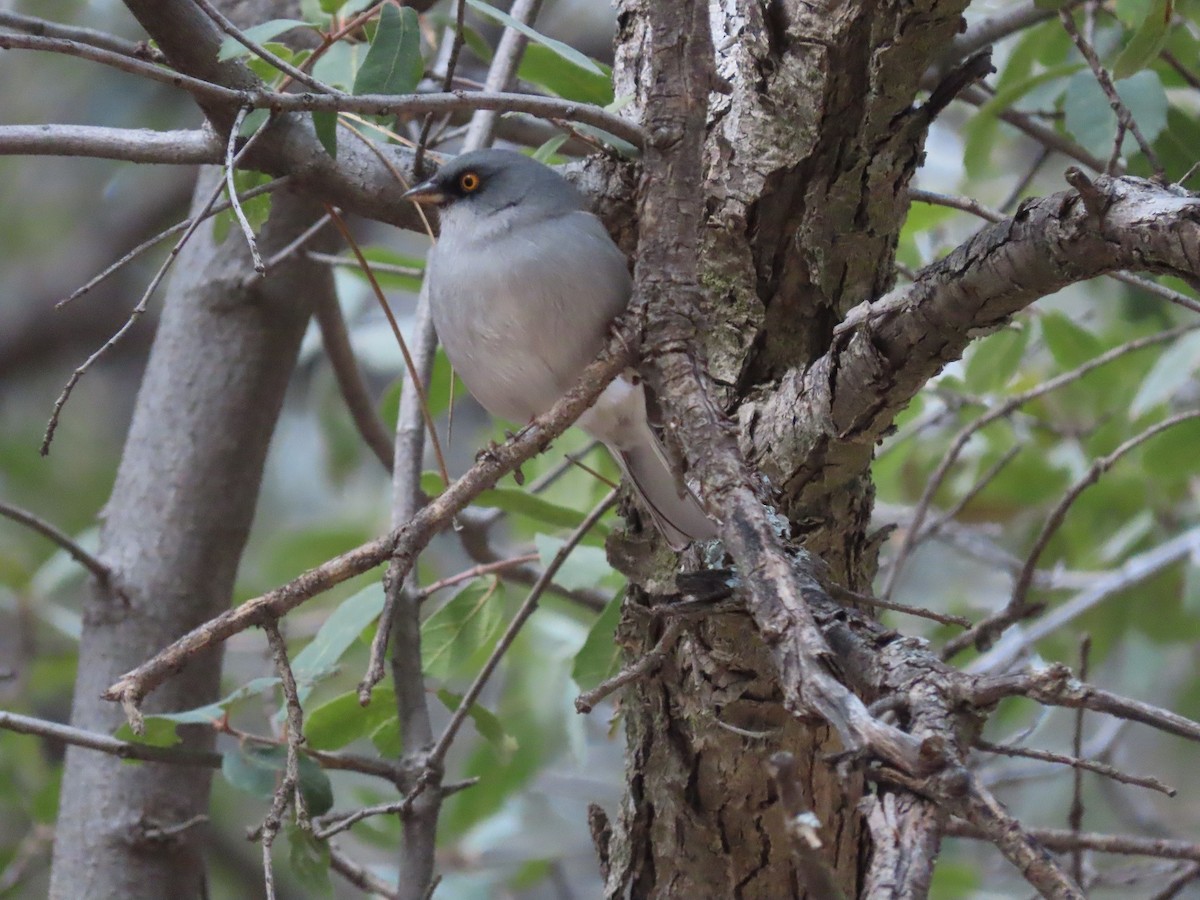 Yellow-eyed Junco - Anne (Webster) Leight