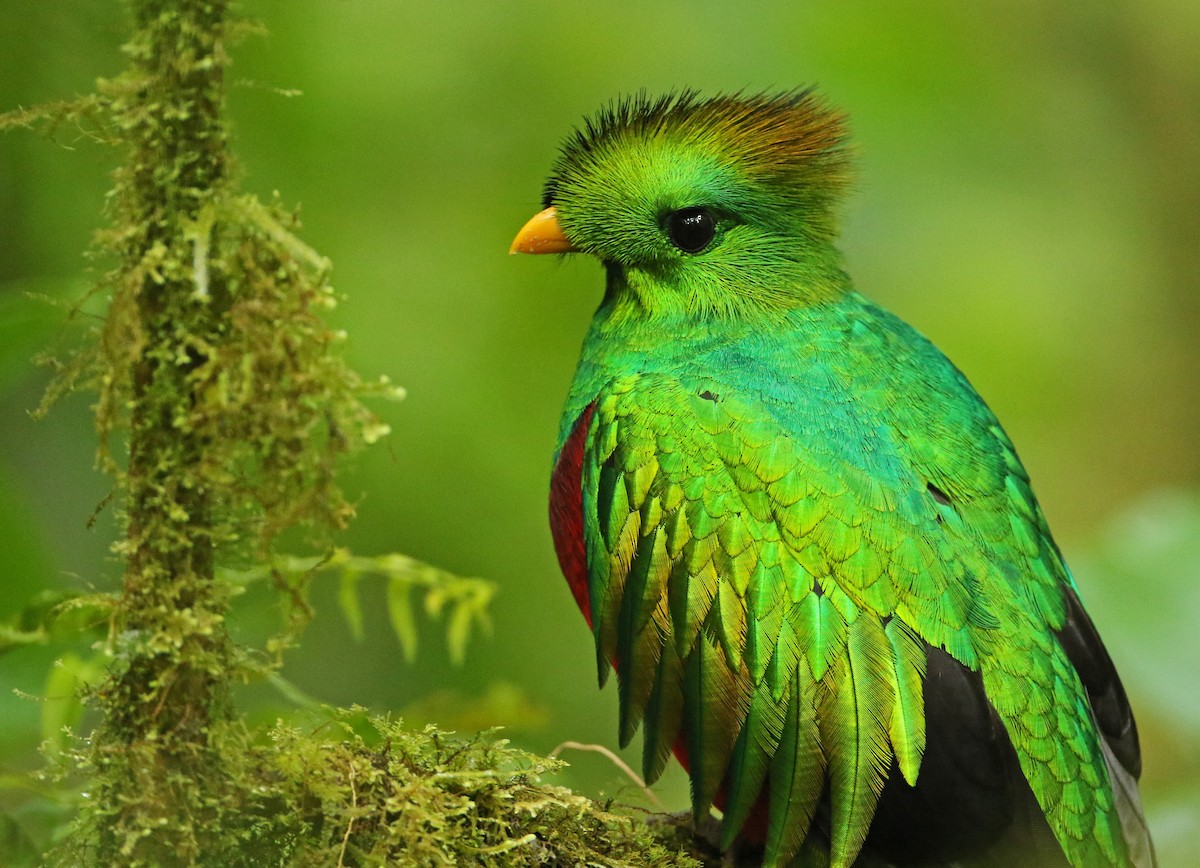 Quetzal resplendissant - ML52420231