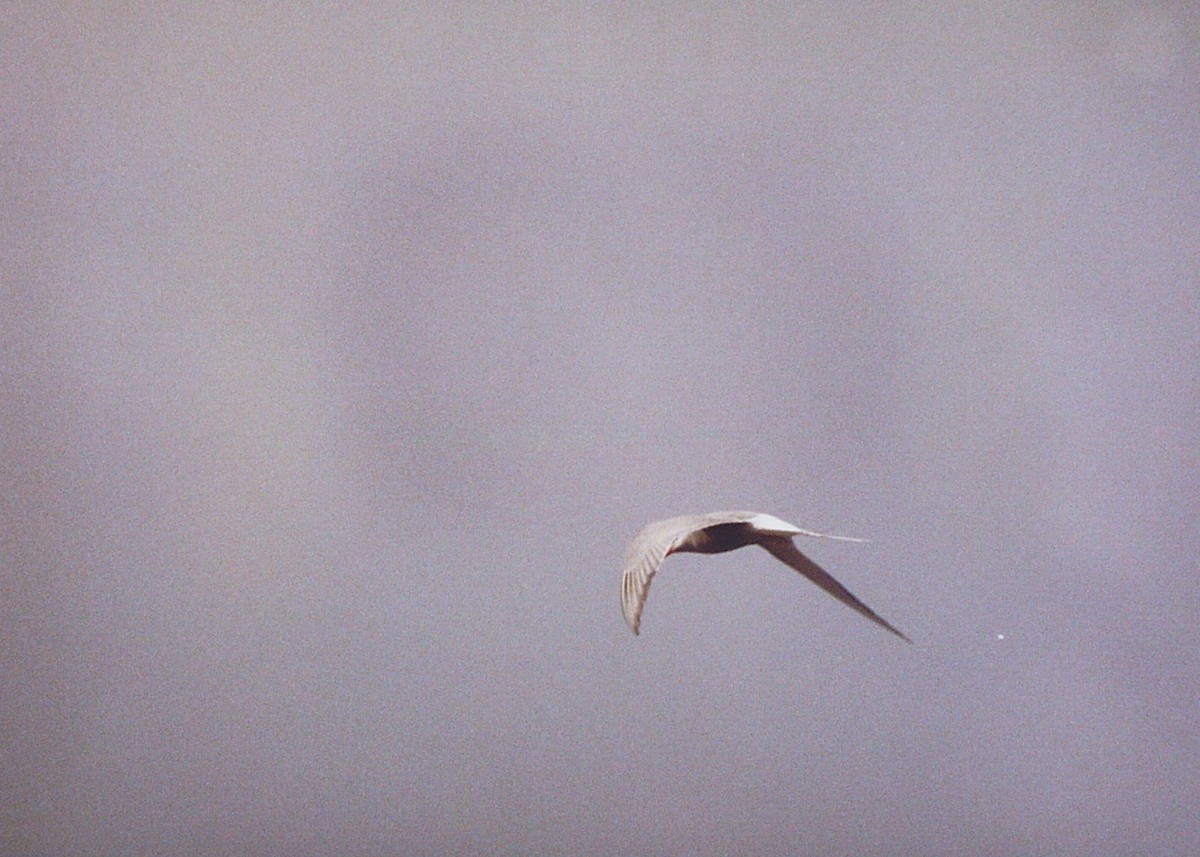 Arctic Tern - John C Sullivan