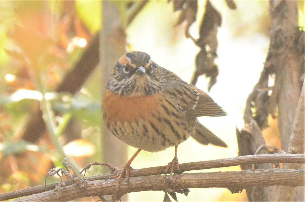 Rufous-breasted Accentor - ML524210721