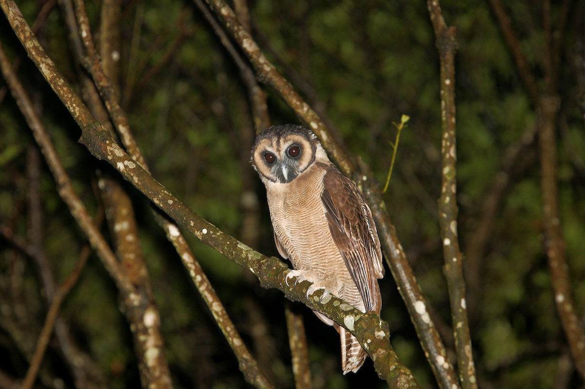 Brown Wood-Owl - ML524211271