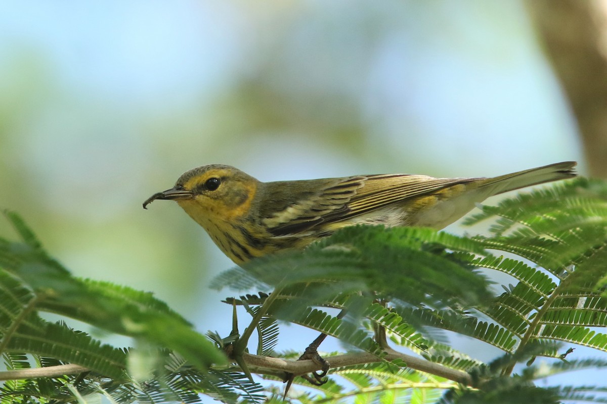 Cape May Warbler - ML524213401