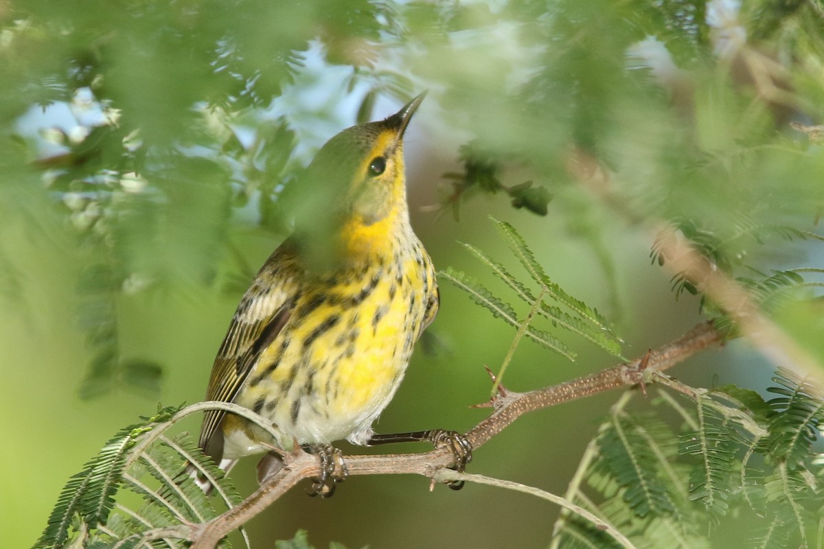 Cape May Warbler - ML524213411