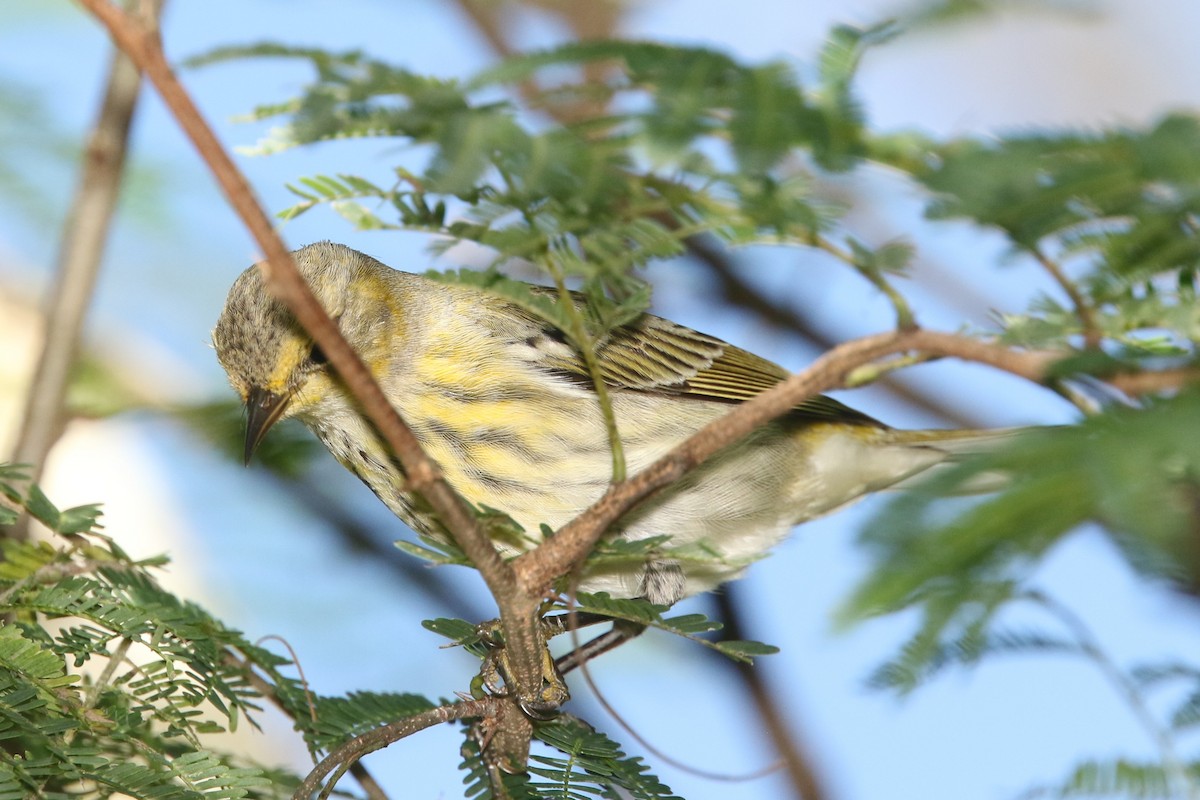 Cape May Warbler - ML524213551