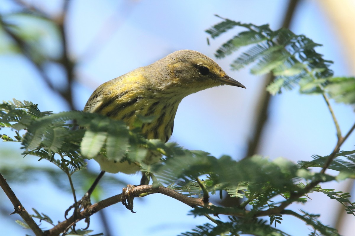 Cape May Warbler - ML524213561
