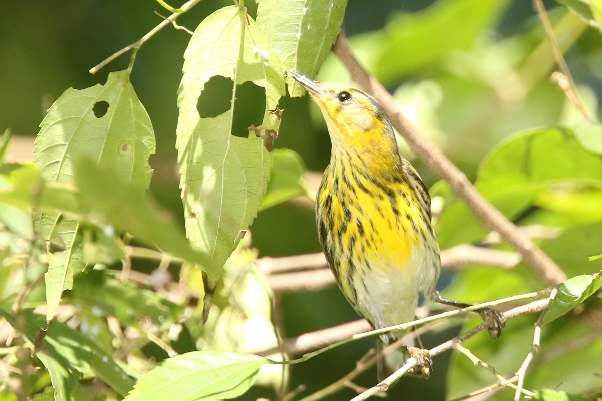 Cape May Warbler - ML524213991