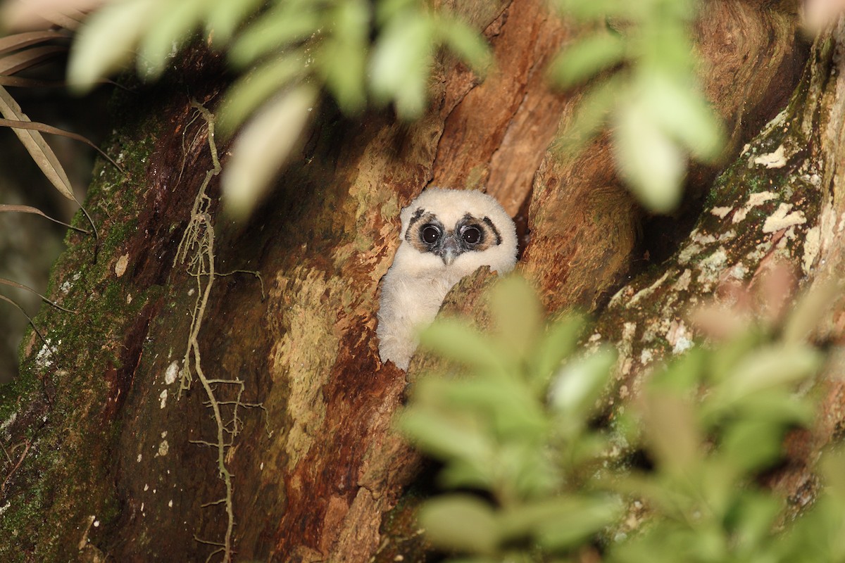 Brown Wood-Owl - ML524215471