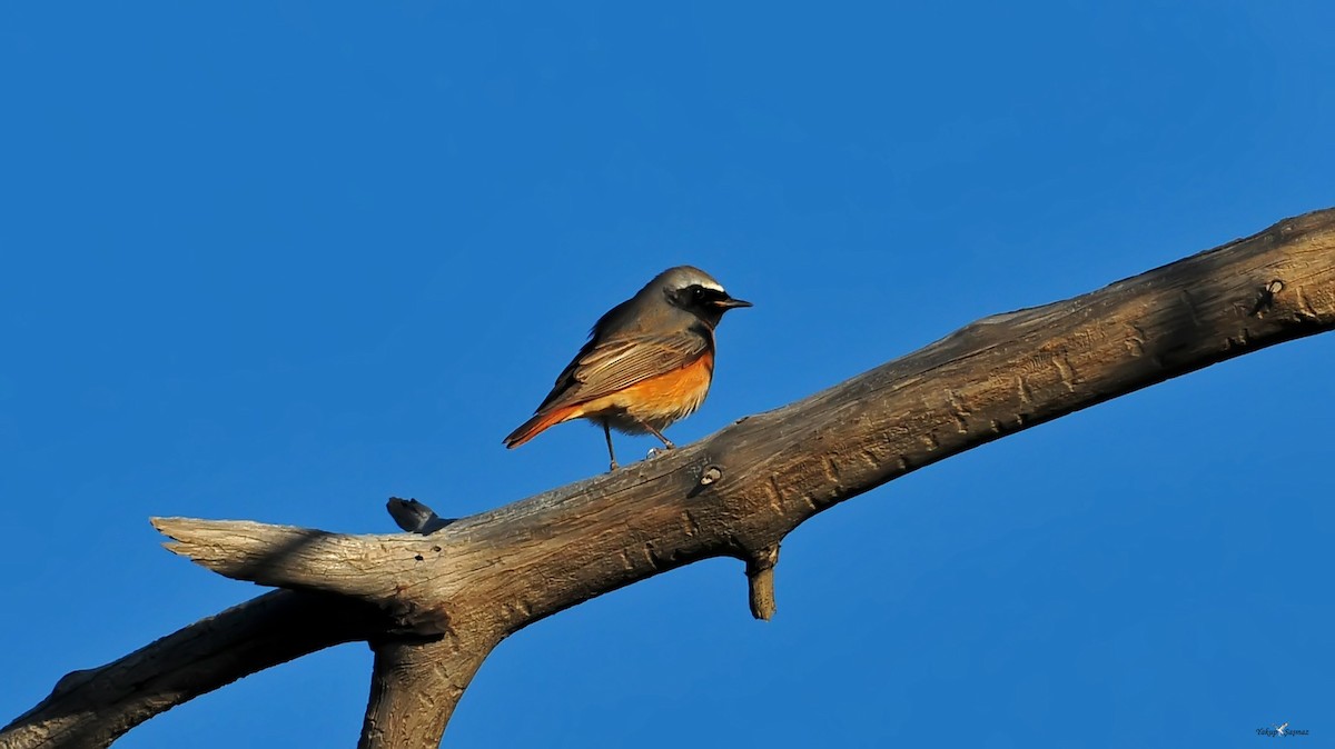 Common Redstart - Yakup Şaşmaz