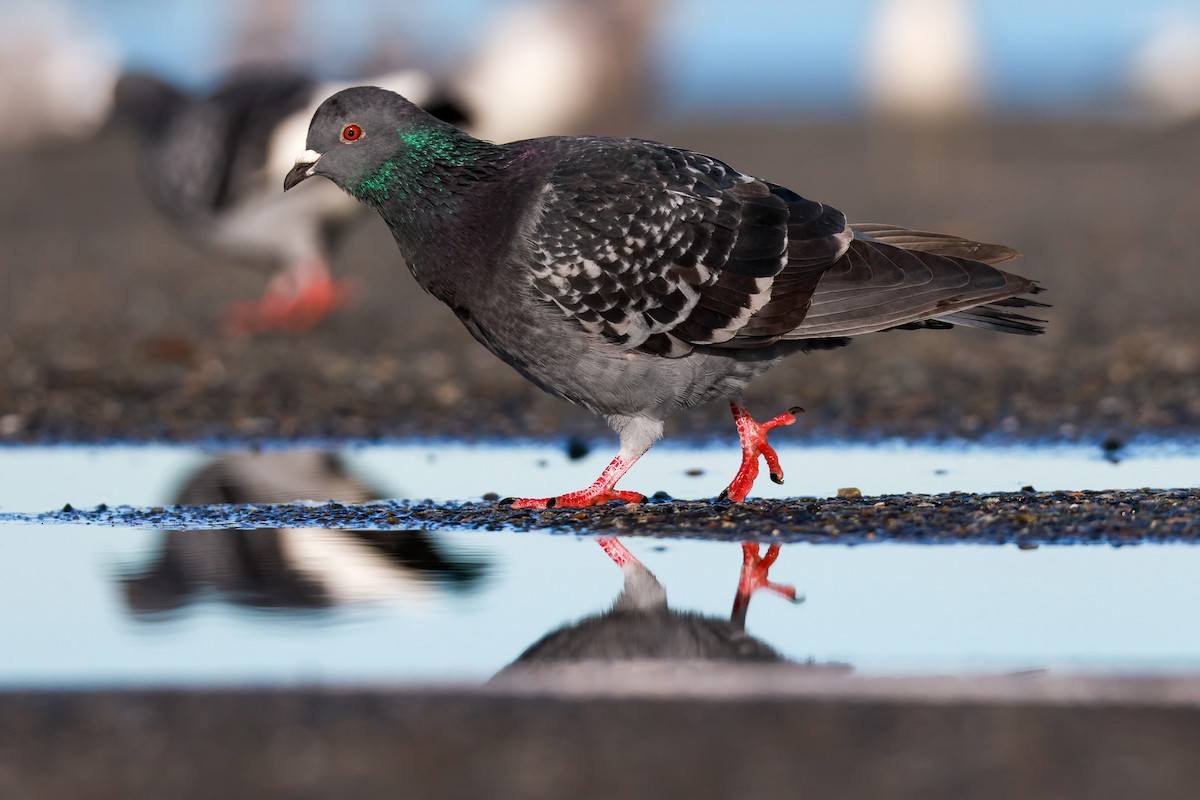 Rock Pigeon (Feral Pigeon) - ML524218221