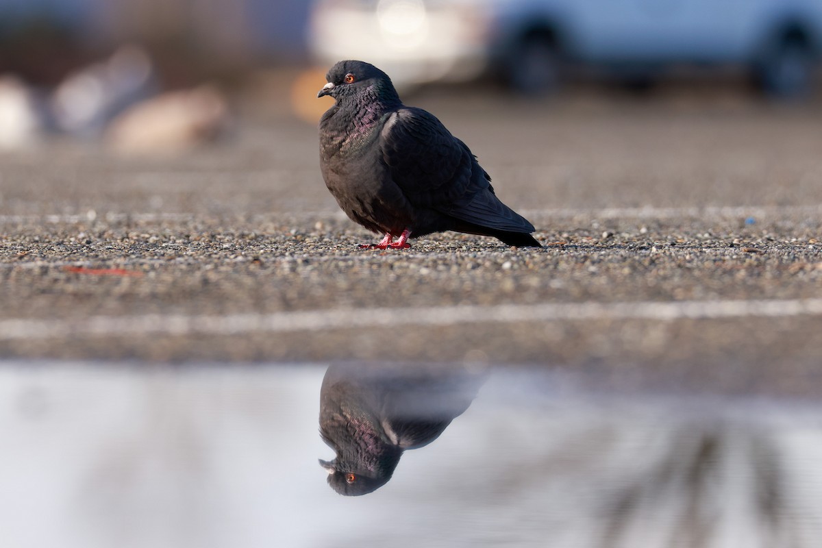 Rock Pigeon (Feral Pigeon) - ML524218231