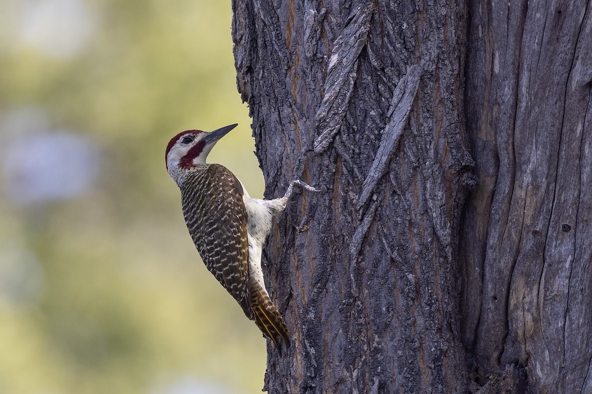 Bennett's Woodpecker (Light-spotted) - ML524222991