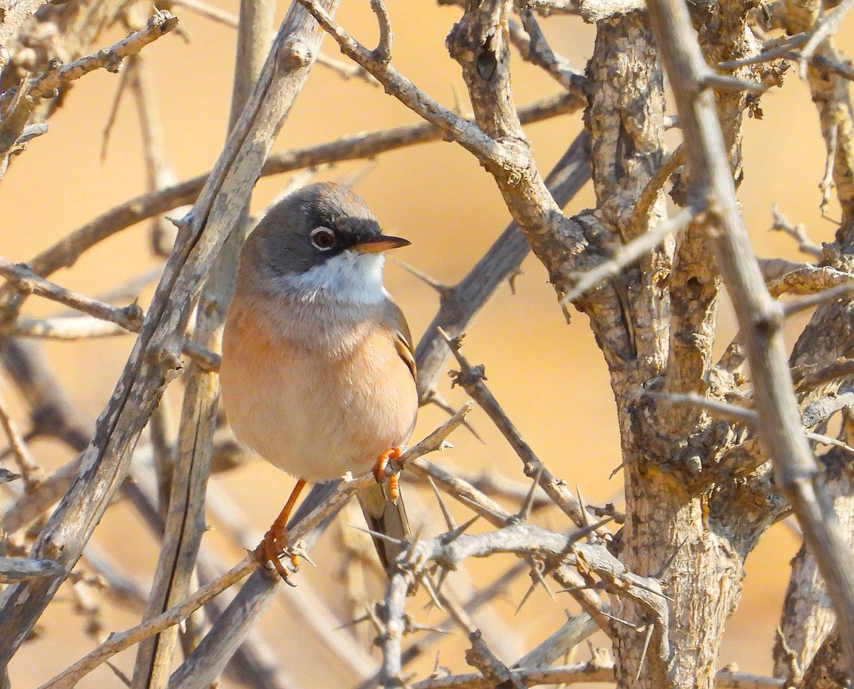Spectacled Warbler - ML524225071