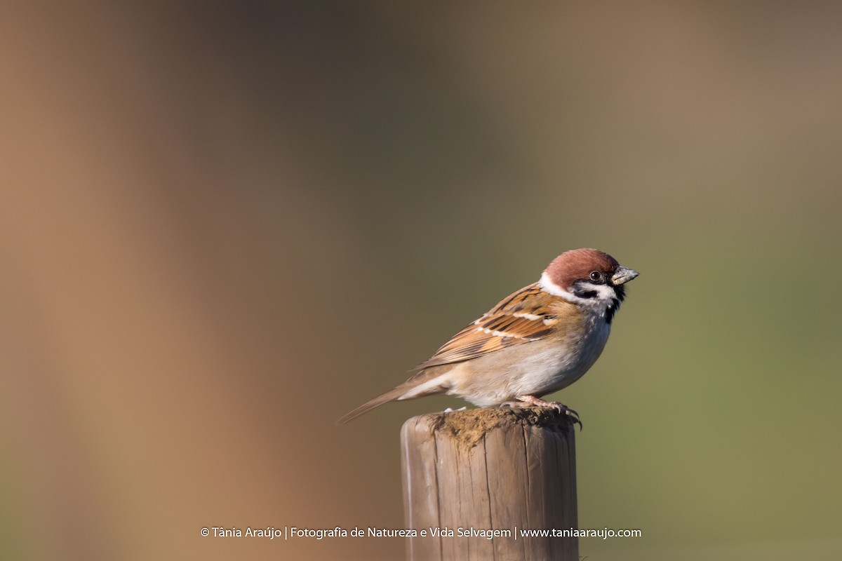 Eurasian Tree Sparrow - Tânia Araújo