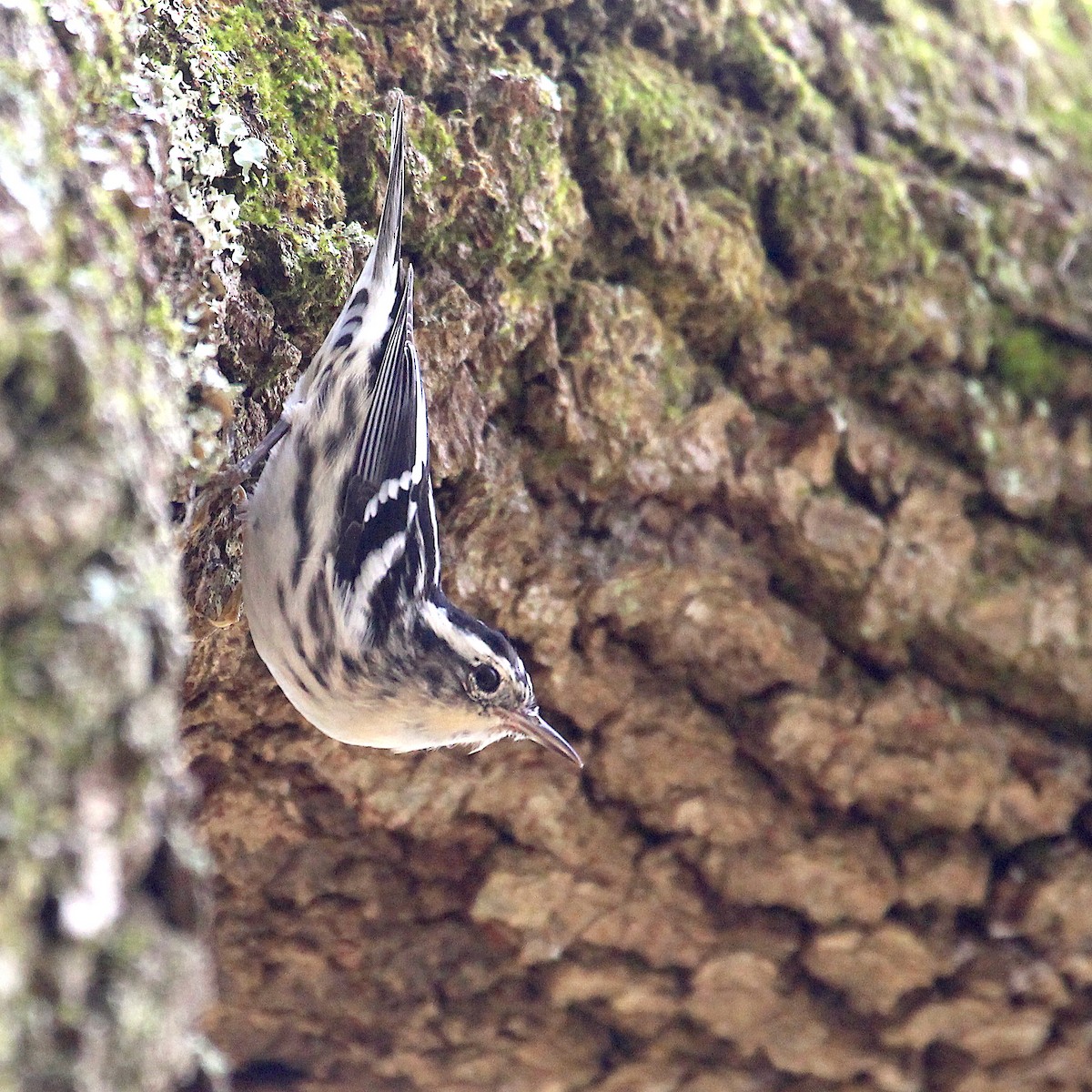 Black-and-white Warbler - ML524226271