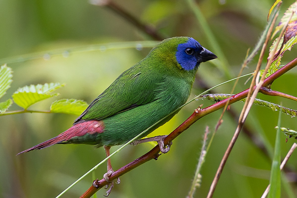 Blue-faced Parrotfinch - ML524226401
