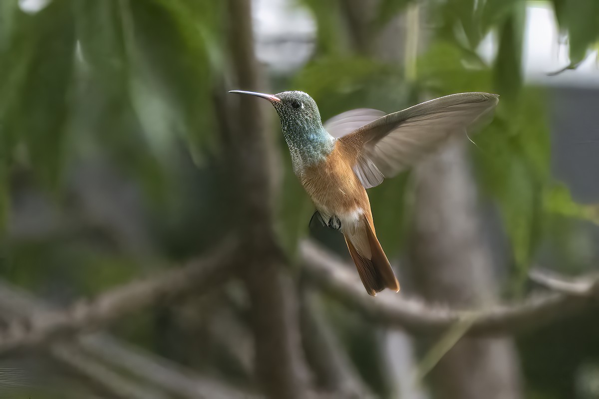 Amazilia Hummingbird - ML524227661