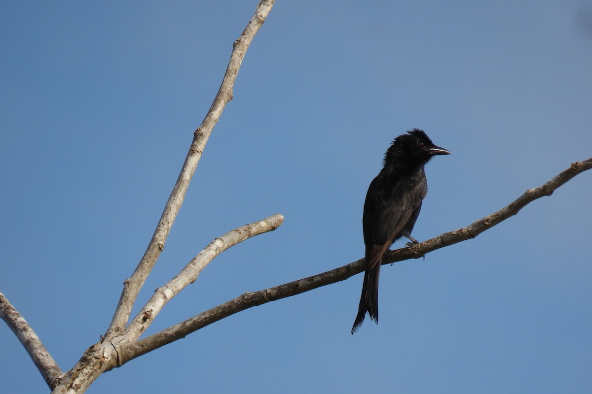 Fork-tailed Drongo - David Orth-Moore