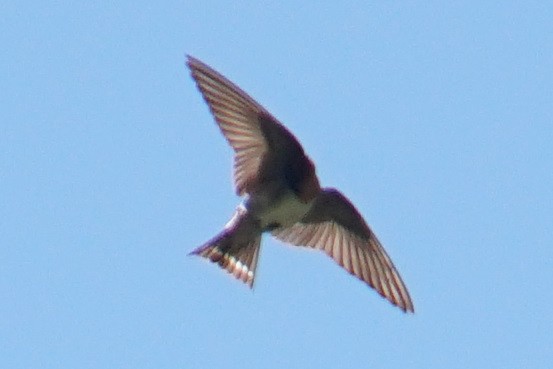 Pacific Swallow - ML524229901