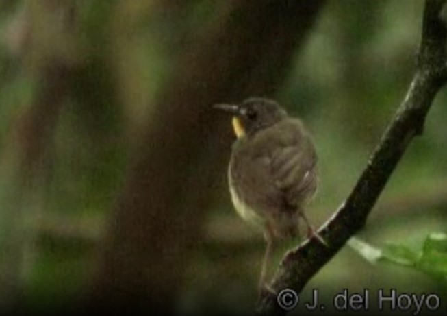 Yellow-breasted Forest Robin - ML524233381