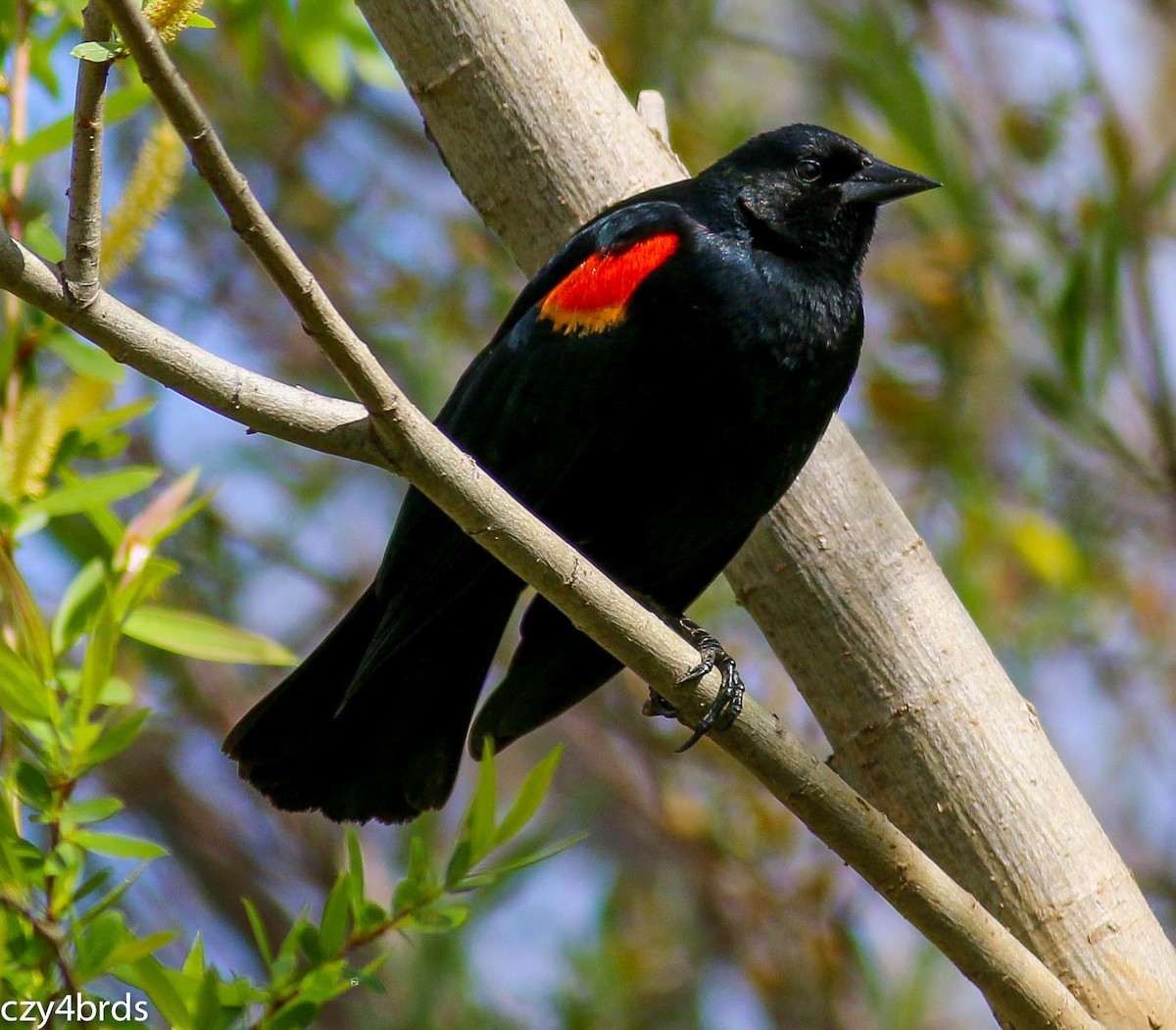 Red-winged Blackbird - Charity Hagen