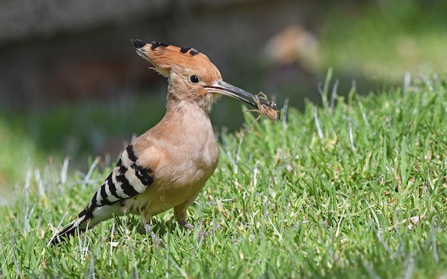 Bird feeding on spider. - Eurasian Hoopoe - 