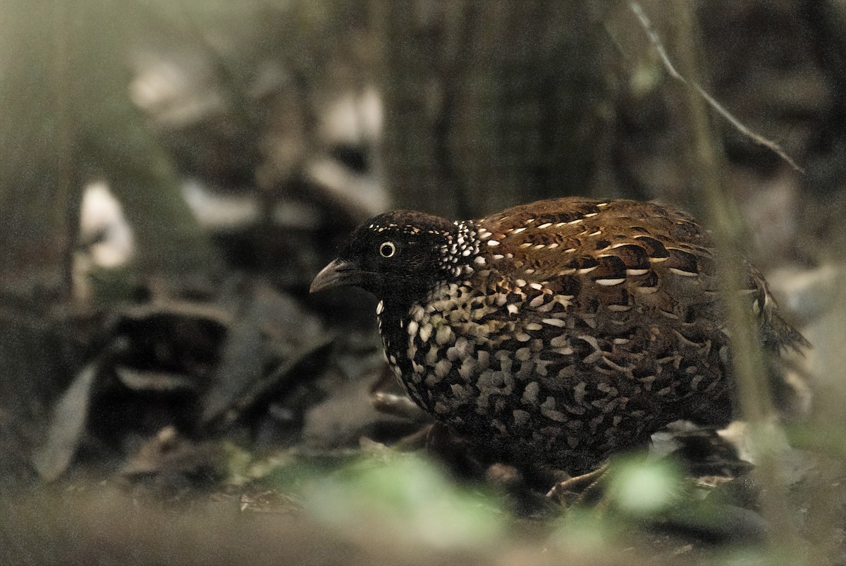 Black-breasted Buttonquail - ML524236161