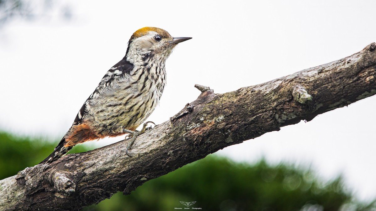 Brown-fronted Woodpecker - ML524238441