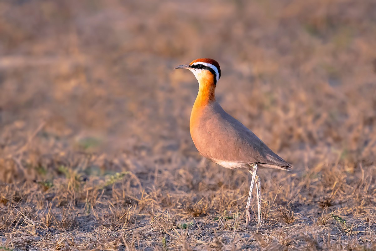 Indian Courser - ML524239911