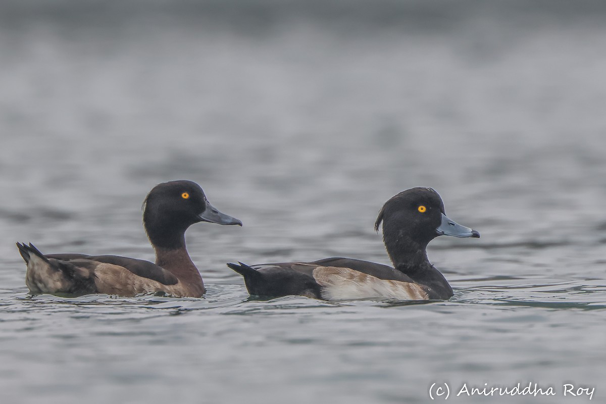 Tufted Duck - ML524240941