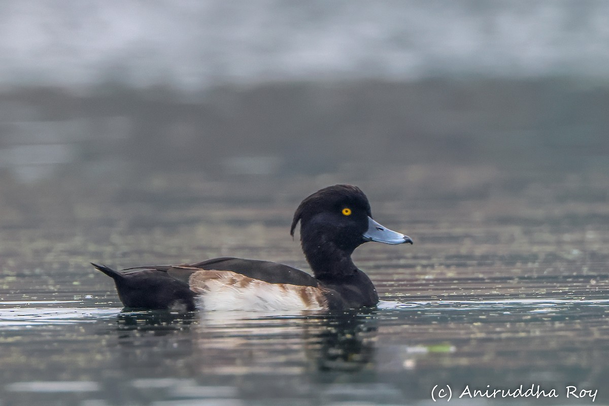 Tufted Duck - ML524240951