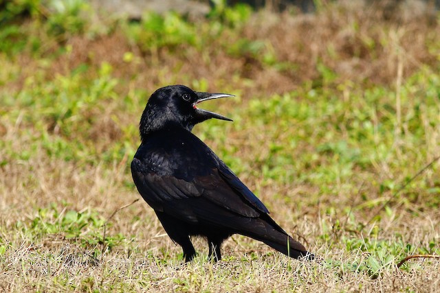 Rook - eBird