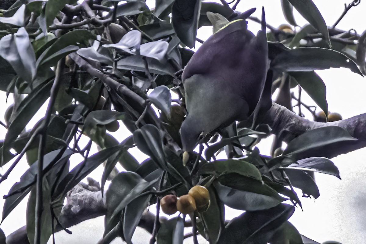 Thick-billed Green-Pigeon - ML524245181