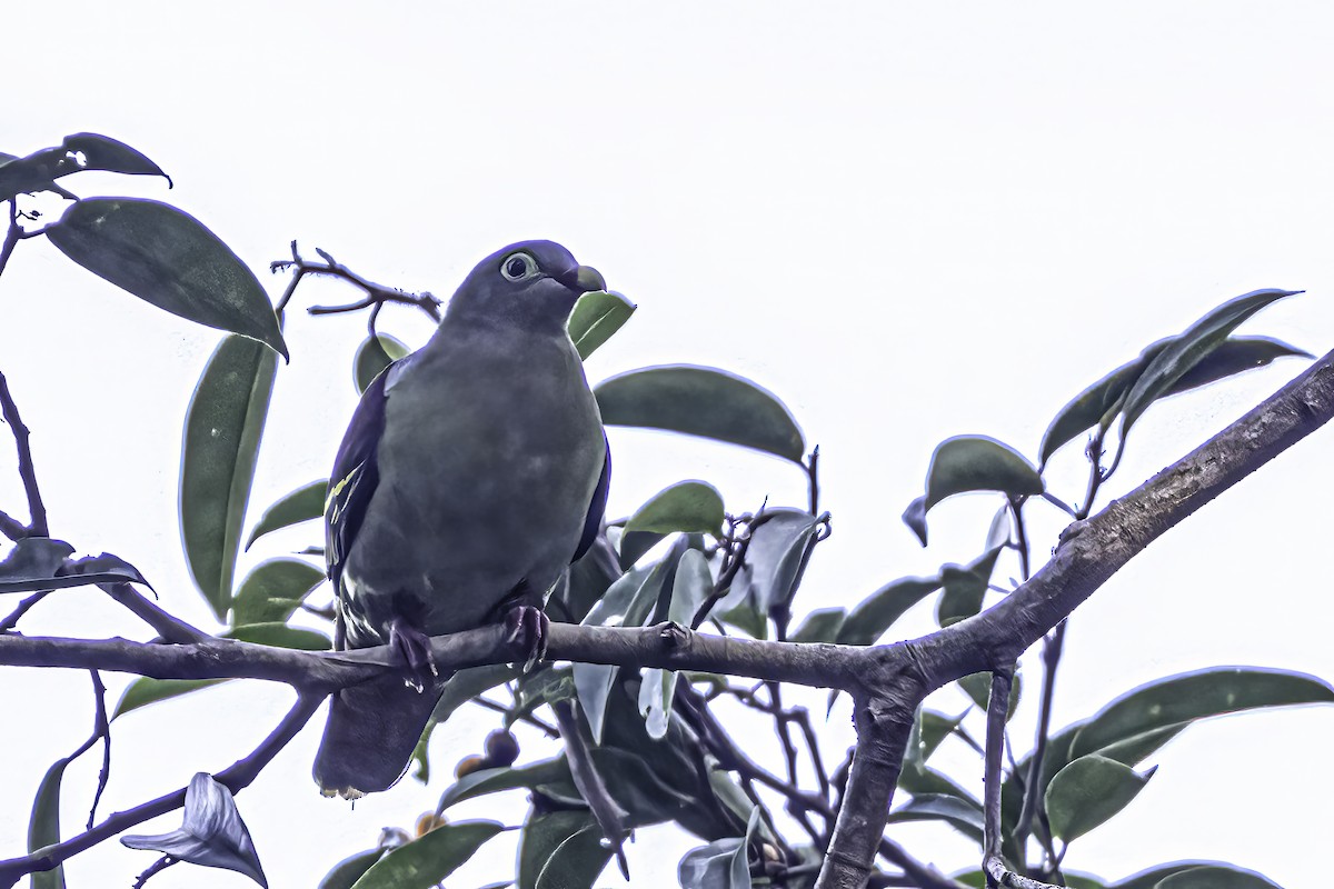 Thick-billed Green-Pigeon - ML524245201