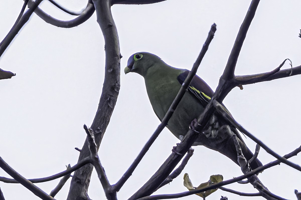 Thick-billed Green-Pigeon - ML524245211