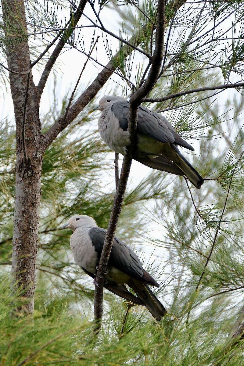 Gray Imperial-Pigeon - I-Ju Chen
