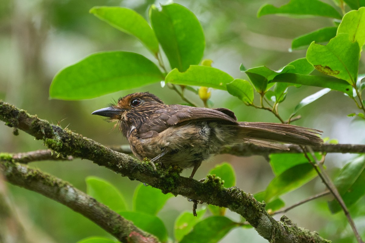 Crescent-chested Puffbird (Greater) - ML524249611