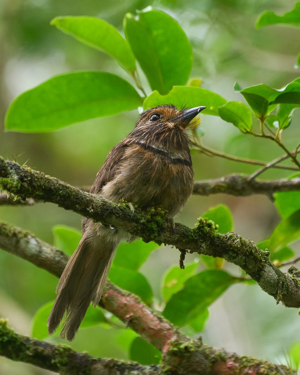 Crescent-chested Puffbird (Greater) - ML524249621