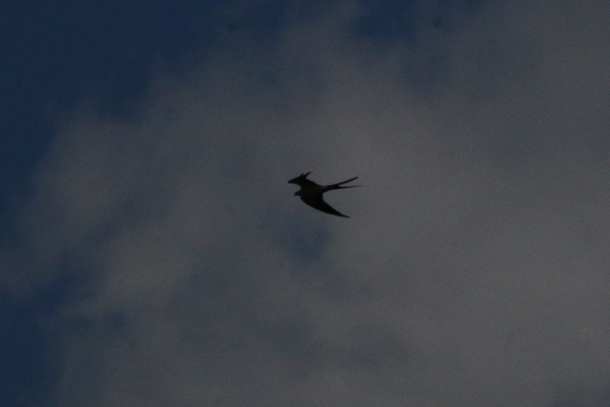 Swallow-tailed Kite - Vicki  Sandage