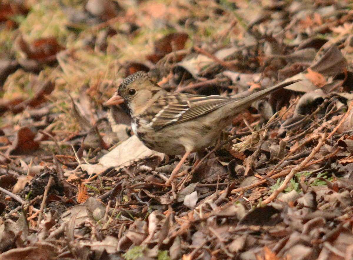 Harris's Sparrow - ML52425201